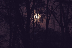 moonlight_1